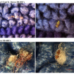 Microscopic Microfiber